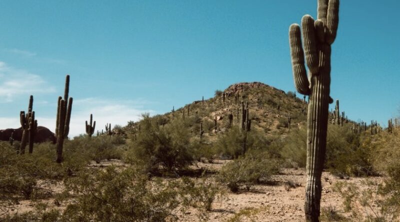 A lone saguaro cactus stands in an Arizona desert landscape at the base of a rocky hill, part of the Guns of Eschaton frontier setting